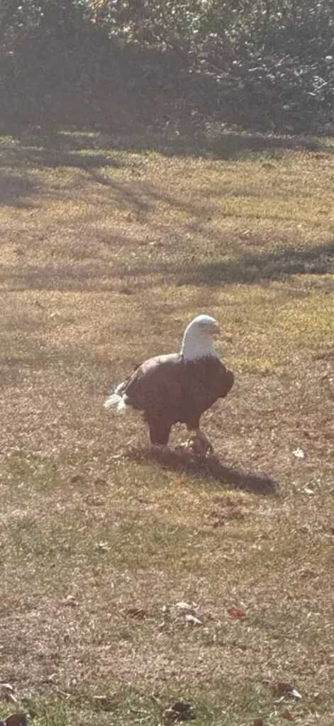 MichaelLBelcher's tweet image. This morning; Shrewsbury, Pennsylvania

Eating someone&apos;s left over turkey...

#BelchingToadProductions #DrivingAroundtheWorldandtheUniverse #baldeagle #eagle #birds #wildlife #nature #wildlifephotograph