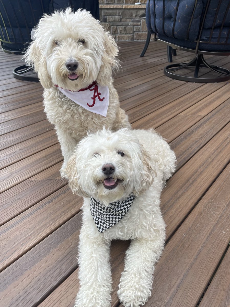 Allie O’Neill tweet media