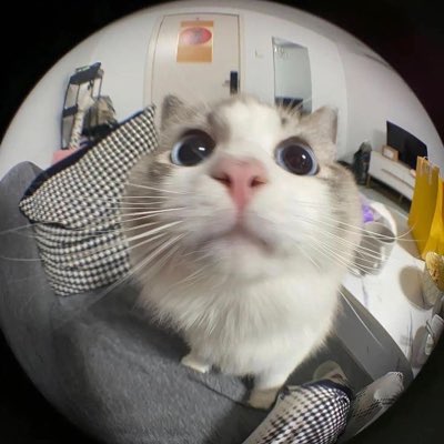 annvtapalla's tweet photo. Meow https://t.co/XS5BT8SCfp