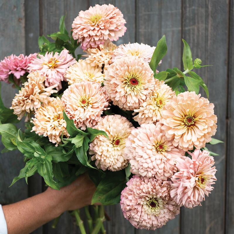 dkprinzing's tweet photo. Hot off the Press! Check out our DECEMBER Slow Flowers News, Resources &amp; Programs! #slowflowersnewsletter https://t.co/lW5CBH8X6n https://t.co/GFF8ysyro4