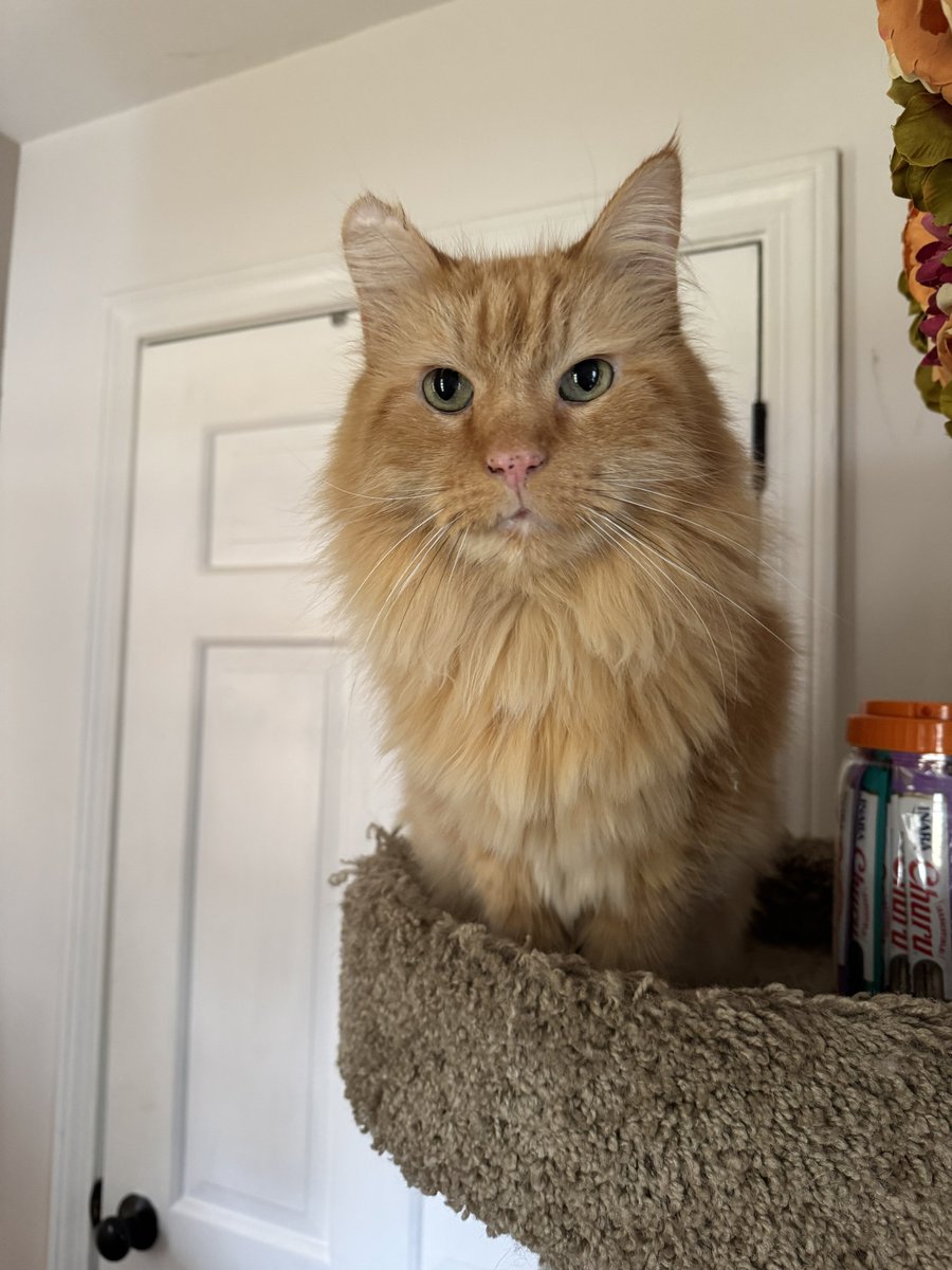 MBD⚡️ tweet media