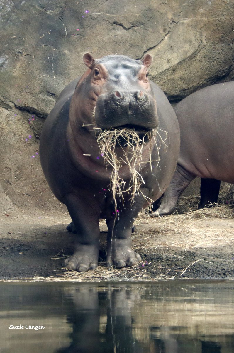 Hungry, hungry Fiona! This not-so-little-girl weighs in at a healthy 2,500 pounds! Great job Fi!