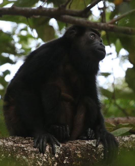 Anneke Moresco 🇳🇱🐒🐆🐘🦏 tweet media