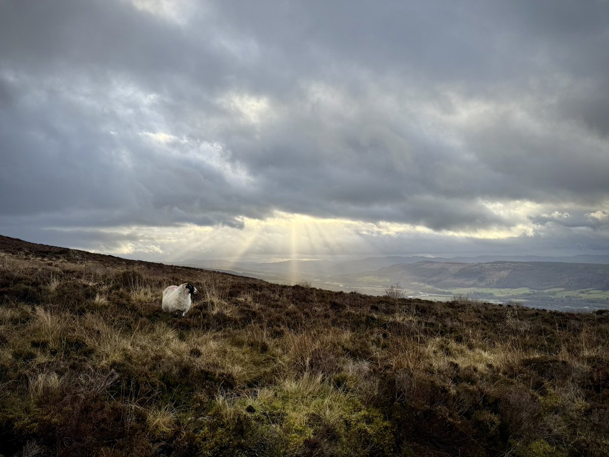 Scoob100's tweet photo. Ben Vrackie today.  No views from the top due to low cloud but the views on the way up more than made up for it. @BBCScotWeather @stvweatherwatch @VisitScotland @WindyWilson88 https://t.co/938C5oZ5KV