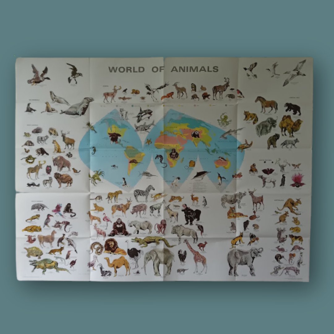 mapmapnmap's tweet image. 📜 "World of Flowers" by Barbara Everard, created in the 1970s 🌸
🦁 "World of Animals", a vibrant and educational showcase of the wonders of wildlife.
🌟 Size: 100x70 cm for both maps – perfect for adding a retro touch to your home or as a unique Christmas gift! 🎁