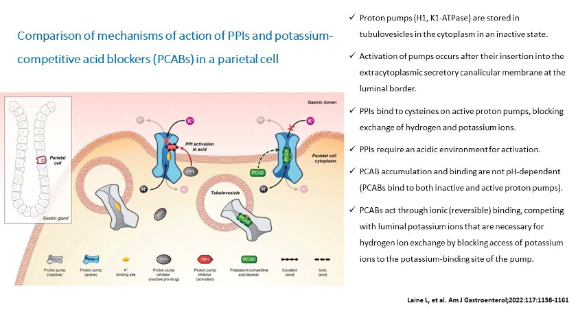 theendoscopist's tweet photo. Mechanism of action of PCABs (Potasium-Competitive Acid Blockers) https://t.co/LCN3NsuCwe