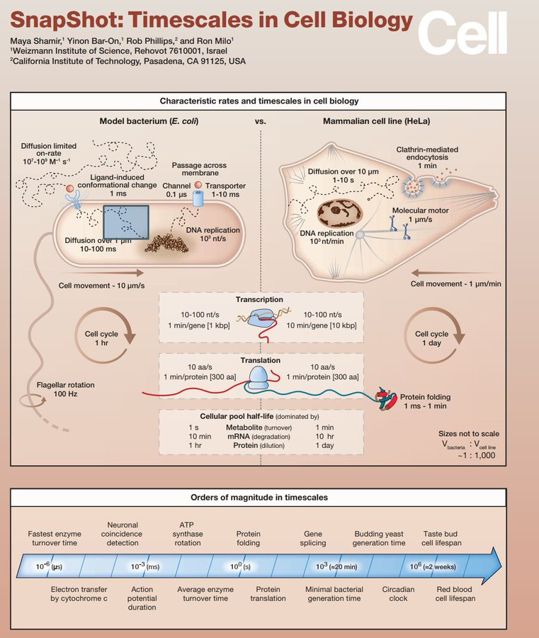 Timescales in Cell Biology
