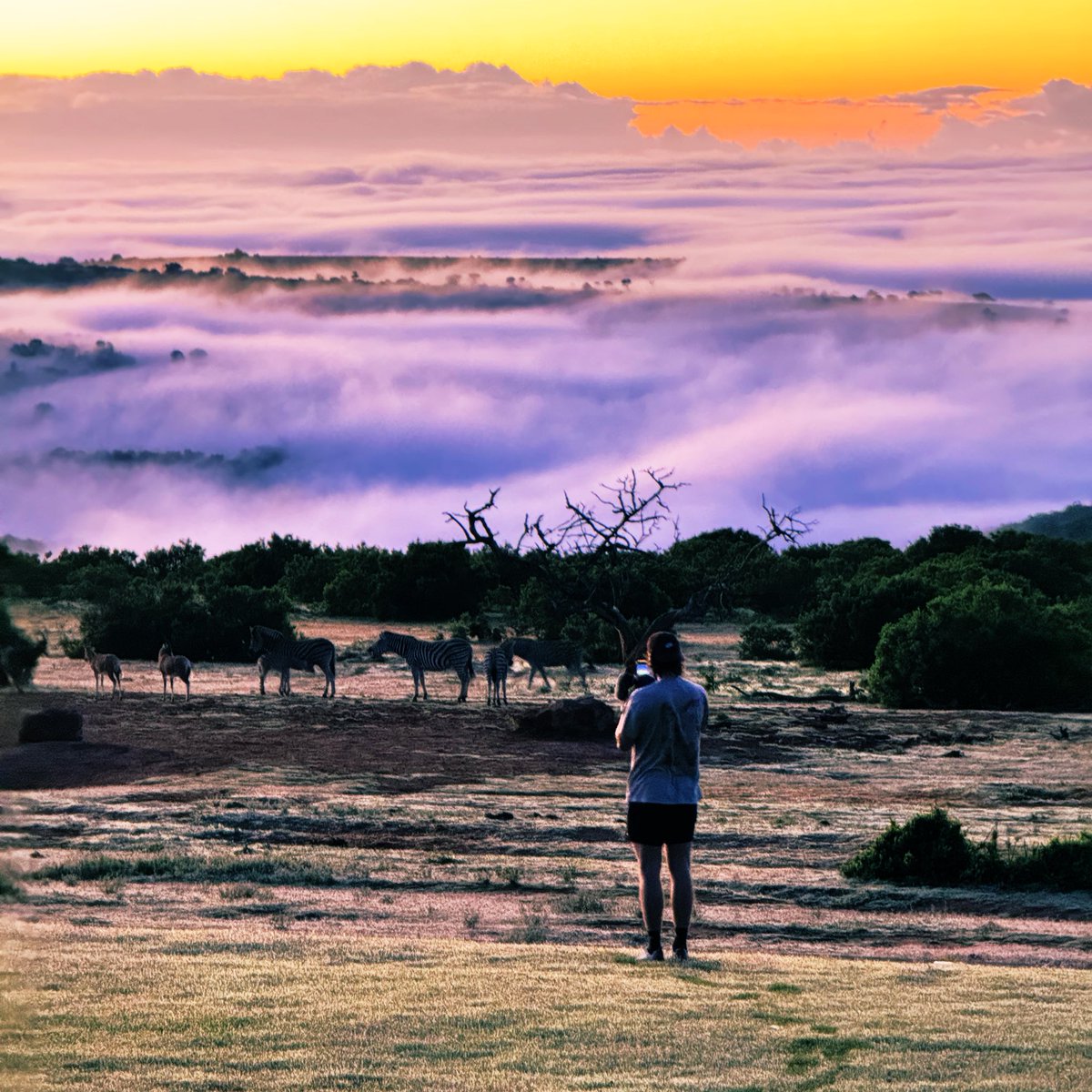 Peter Finch tweet media