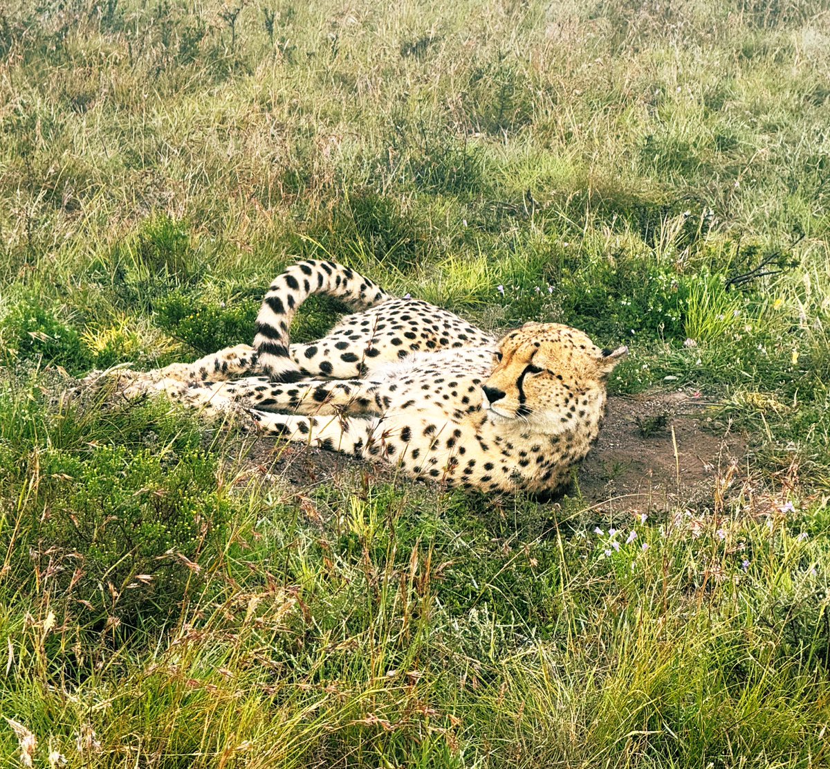 Peter Finch tweet media