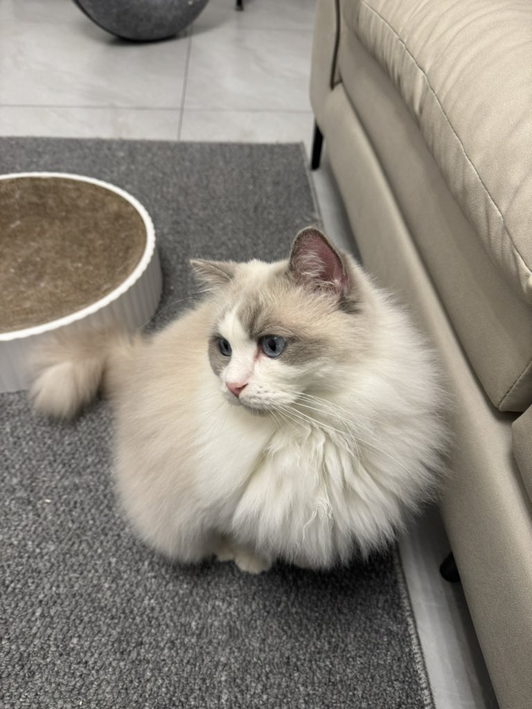 Ann (@oatfatcat) on Twitter photo 