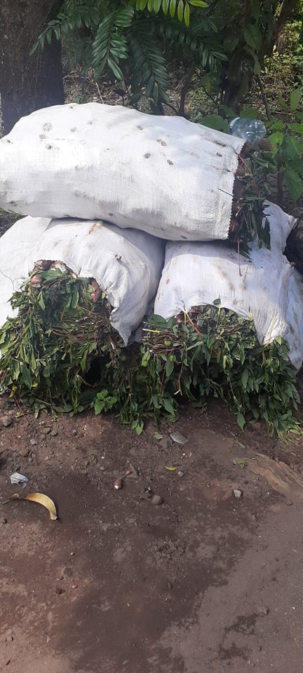 slvcarrillo83's tweet photo. Señores
@nayibbukele
@oscardomsv
@AgriculturaSV pedirles de favor ayuda para poder encontrar comprador honesto y de paga ya que necesitamos vender yuca los precios son

1 quintal de 105 lbs a $20

1 Saco de 125 lbs a $26

La segunda es al 2x1

Contacto 72750629
72089439 https://t.co/IaRiRSln1T