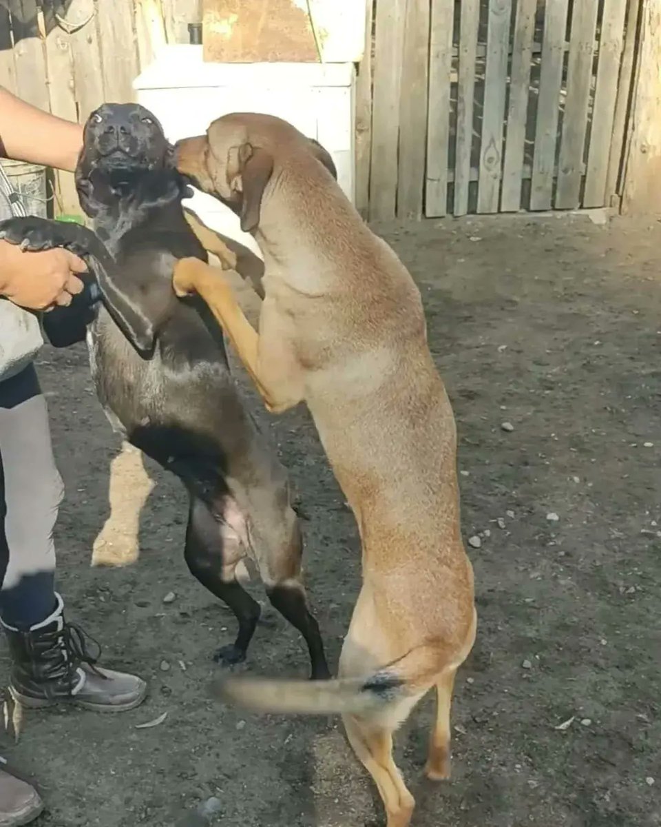 🐶🐹🐼❤TODOS !!! tweet media