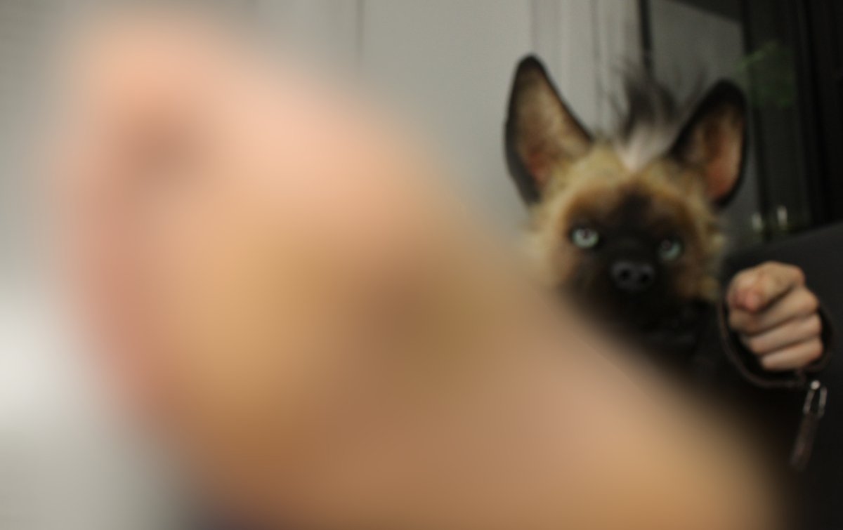 Alright, you know what time it is.
Every year, I do a special where I show off my feet. That channel will exist only for December and is deleted afterwards.

Given the state of my socks, expect NSFL content.
It's a Telegram exclusive. Join here: 
t.me/+vTsHOkDF3WdmO…