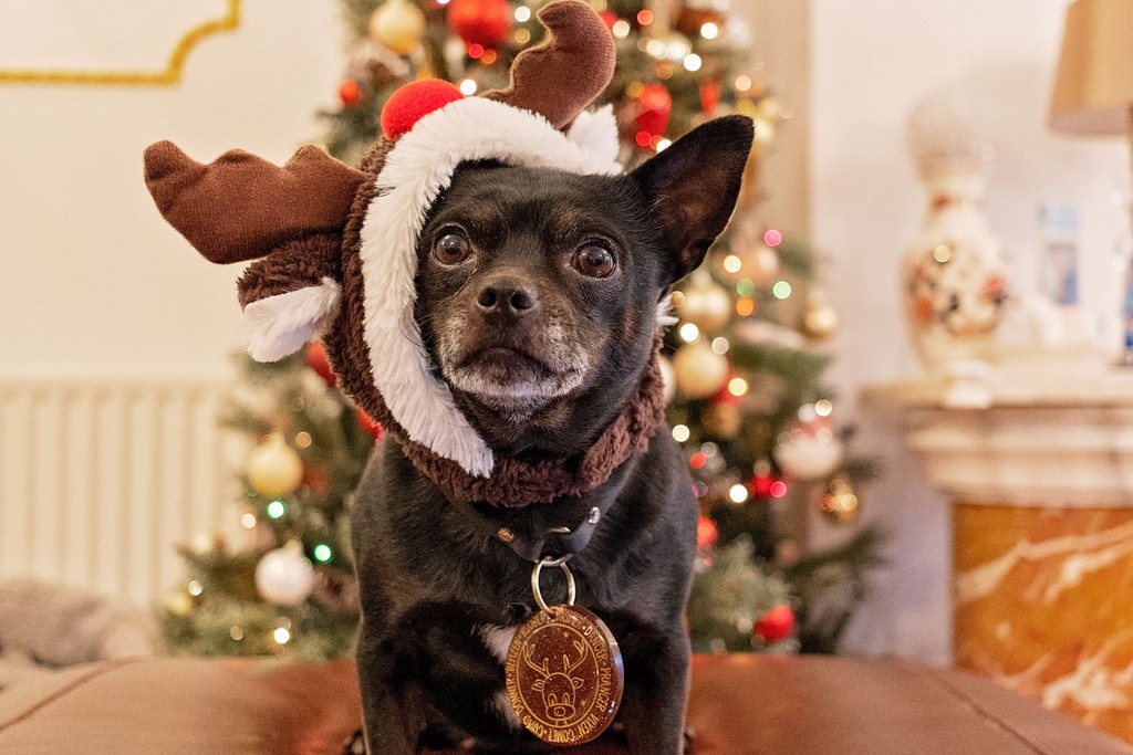 clover_duo's tweet photo. Did you know Santa is coming very soon?

I can't wait! Wonder if I'm on the Good or Bad List??? 

What do you think?

#decemberdaily #decemberdays #decembertoremember #decembervibes  #jackawawaofinstagram #jackawawapics #dogs_of_instagram #jackrussellchihuahua https://t.co/Onr2GBfrGS