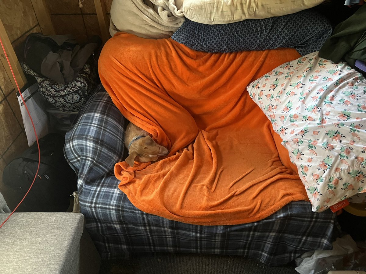 MarthaNemecDLW's tweet image. I guess bro got cold while I was in the bathroom because I came back to find him like this. #chilidog #chillydog