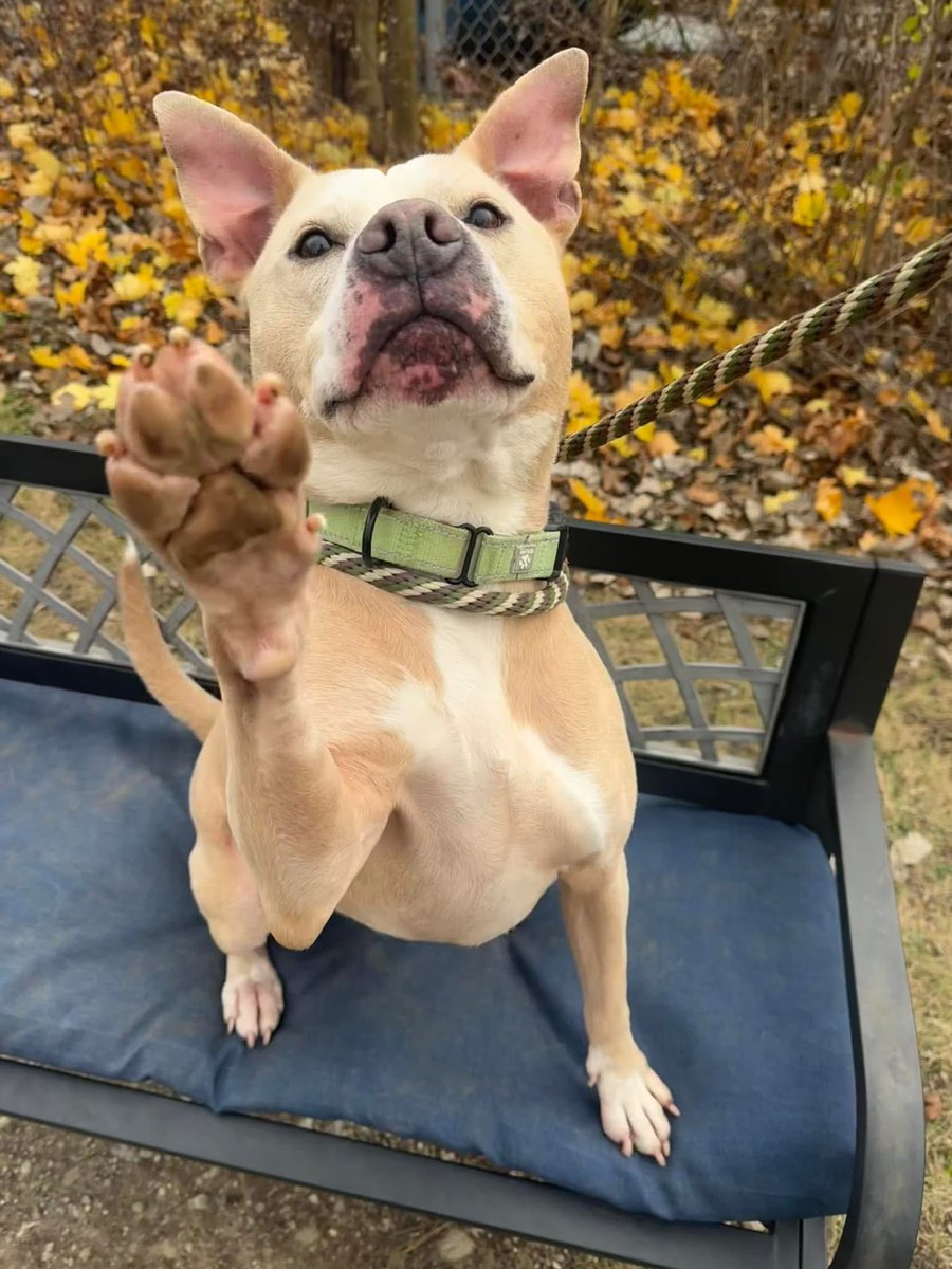 City Dogs Cleveland tweet media