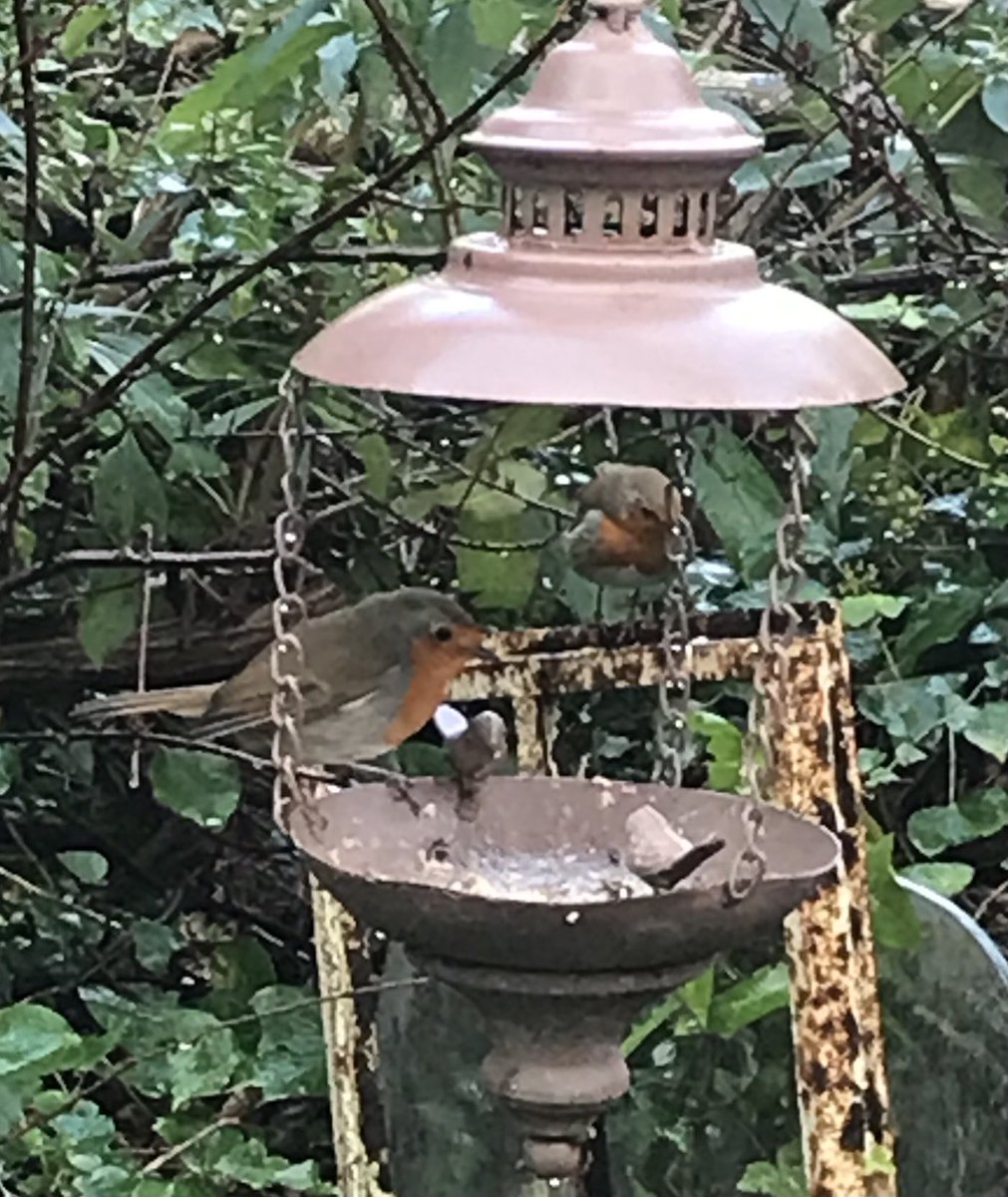 merryfieldptry's tweet photo. Seeing double….. two #robins helping in my #garden https://t.co/9egqh12fHd
