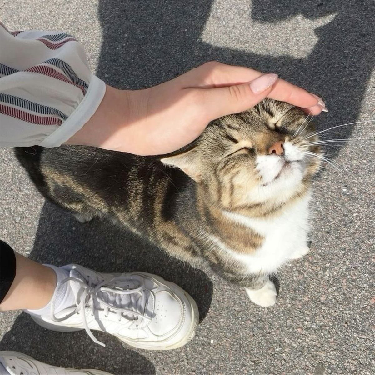 There are two means of refuge from the miseries of life: music and cats - Albert Schweitzer