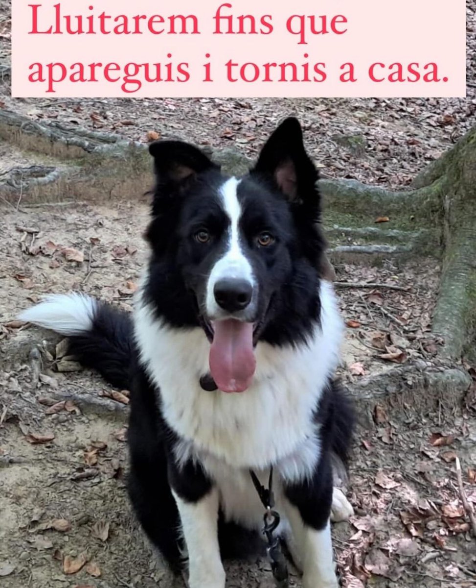 annaplanas_'s tweet image. NO S’HA TROBAT EN LUCKY gent de Twitter, hem de seguir tots fent MÀXIMA DIFUSIÓ siusplau‼️⚠️ 

Tots a fer pinya perquè la seva família pugui trobar-lo🔁

Podeu difondre?? Moltes gràcies