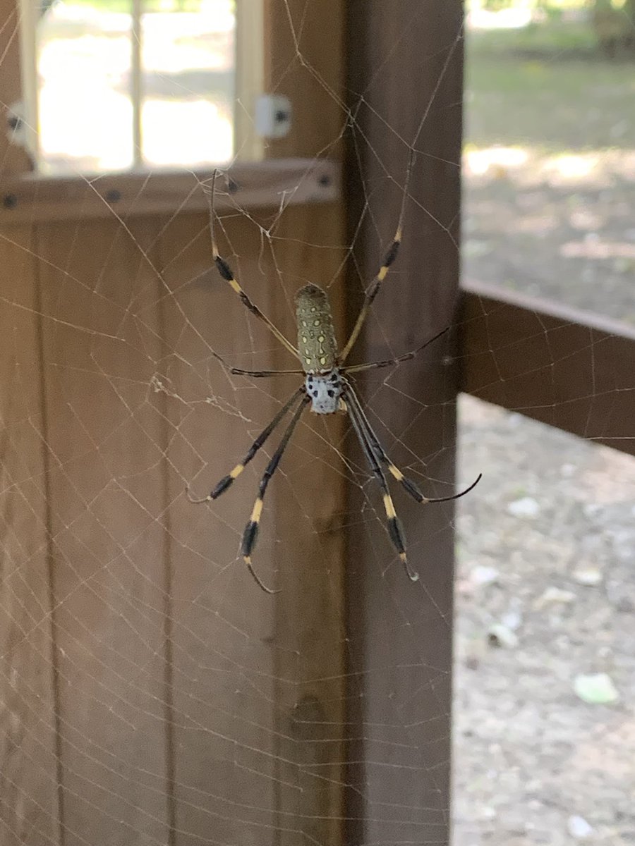 amanzoa's tweet photo. @Arachno_Cosas nos podrías informar acerca de esta belleza? Yautepec, Morelos, México. https://t.co/0YhvG6kbAQ