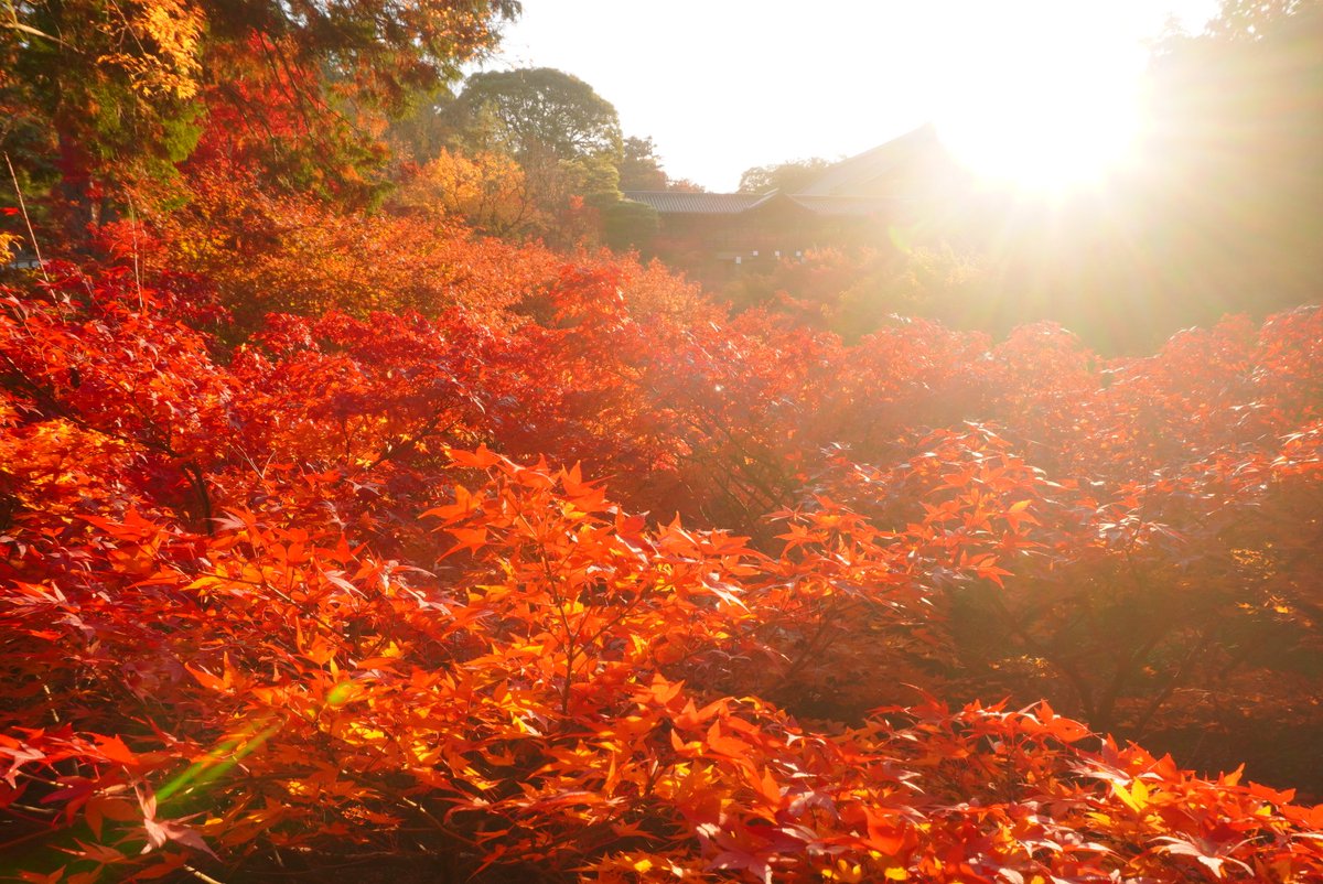 mt_pompon_ppy's tweet photo. 2024.12.2 7:49 京都市東山区 東福寺・臥雲橋
この前曇ってしまったので出社前に立ち寄った
もみじは朝日を浴びるときが一番きれい
滞在予定オーバーしたけど、京都駅で乗り換えギリギリ間に合って遅刻回避
日常に戻ります… https://t.co/sjnp84jjrm