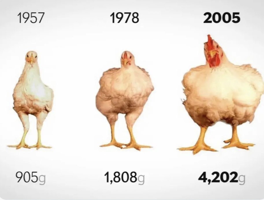 Carnivore Aurelius ©🥩 ☀️🦙 tweet media
