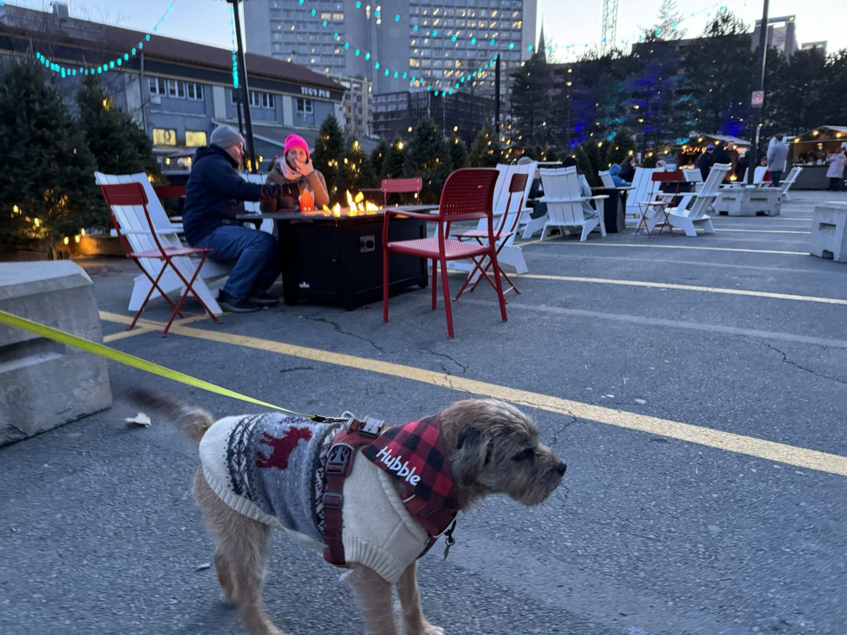 Hubble_BTerrier's tweet photo. We went to Halifax’s #EvergreenMarket late this afternoon, and enjoyed every minute. 😃🐾 #BTPosse #DogsOfHalifax https://t.co/Px0jx8tRjF