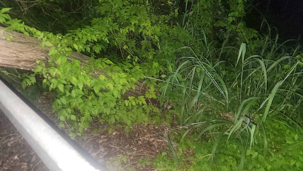 Brisbane West BUG (@brisbanewestbug) on Twitter photo Hi <a href="/brisbanecityqld/">Brisbane City</a>. A tree has been uprooted in the weekend storms on the bike path between Kooringal Drive and Mount Ommaney Drive, Jindalee. Resting on the hand rail and hanging just at head height on the corner. Quite dangerous at night. Can it be cleared please? Hi <a href="/brisbanecityqld/">Brisbane City</a>. A tree has been uprooted in the weekend storms on the bike path between Kooringal Drive and Mount Ommaney Drive, Jindalee. Resting on the hand rail and hanging just at head height on the corner. Quite dangerous at night. Can it be cleared please?