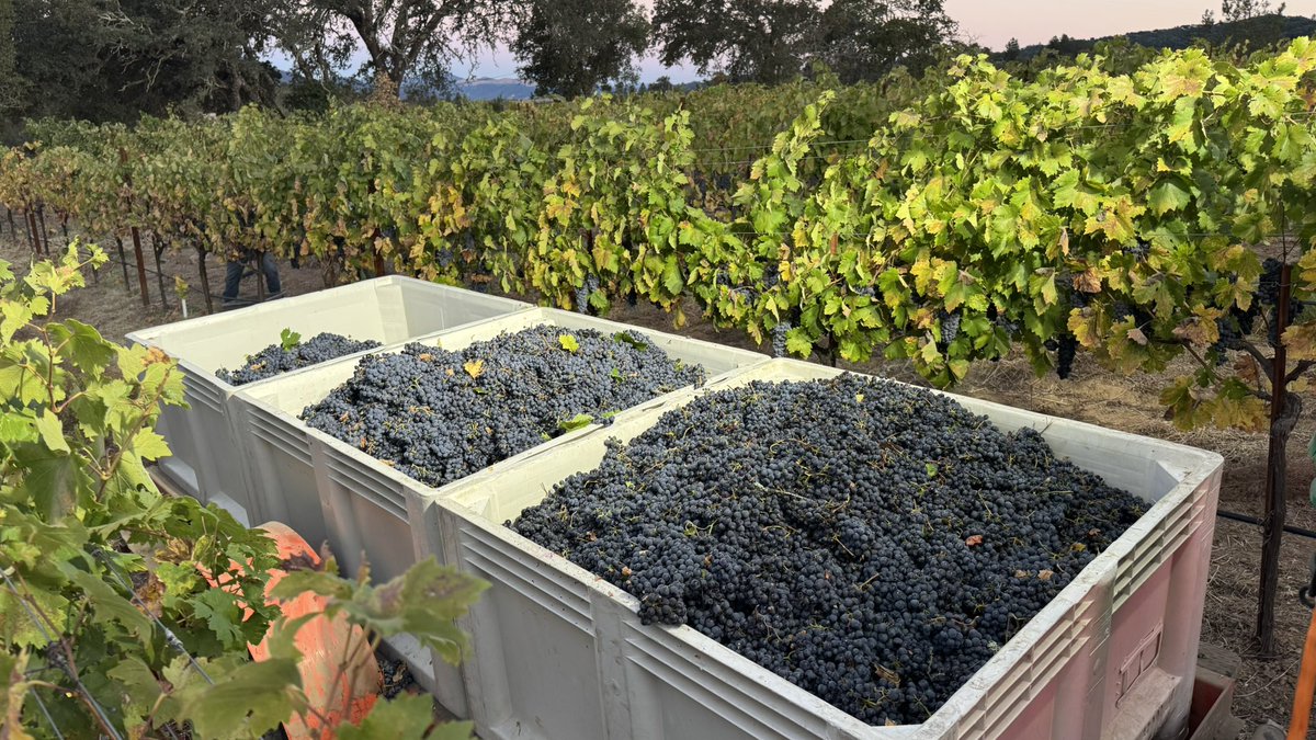 zinmaker's tweet image. 2024 was a near perfect vintage.