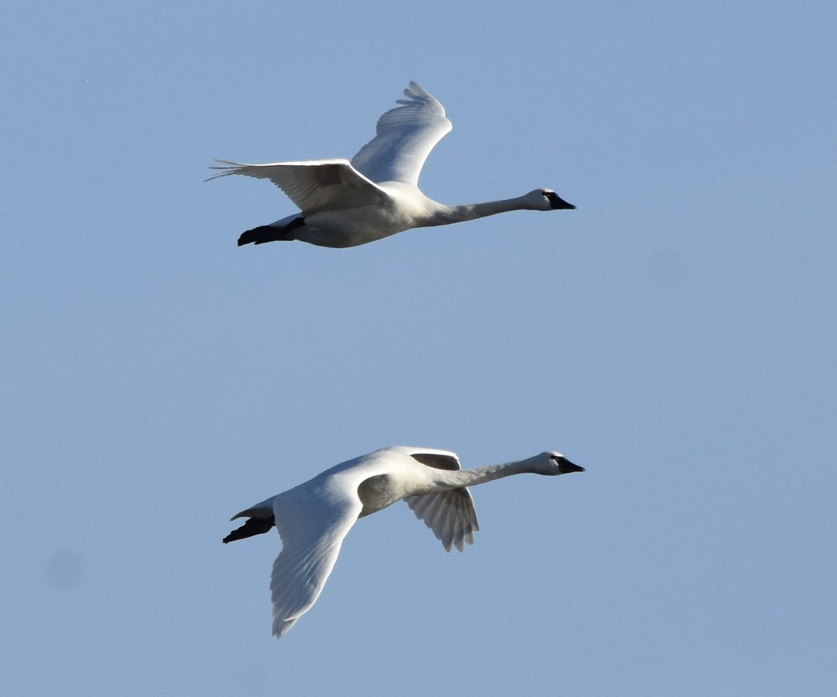 JonMcCachren's tweet photo. @loosemum #SwanDay  ?  Never heard of it but I’ll play. Tundra swans at Pea Island Wildlife Refuge, North Carolina. November 27, 2024. https://t.co/Y2IS61UmW9