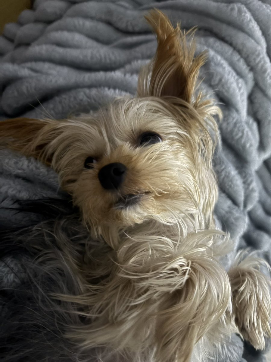 janirealiss's tweet image. a renata bateu numa coisinha destas, esta felizmente é minha e nunca terá de passar pelo mesmo pois aqui só existe amor. é como uma filha ❤️ #sstvi