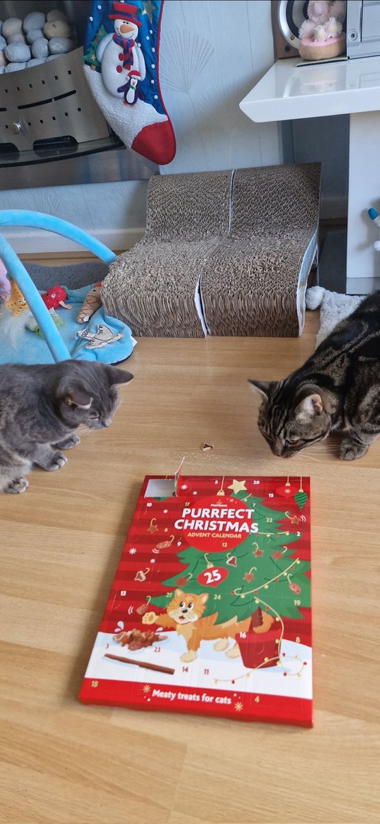 Normsi2's tweet image. Luna and Toby love their Advent Calendar 🐾🐾
#HappyAdvent! xx
🍫🐱❤️🎄❤️🐱🍫