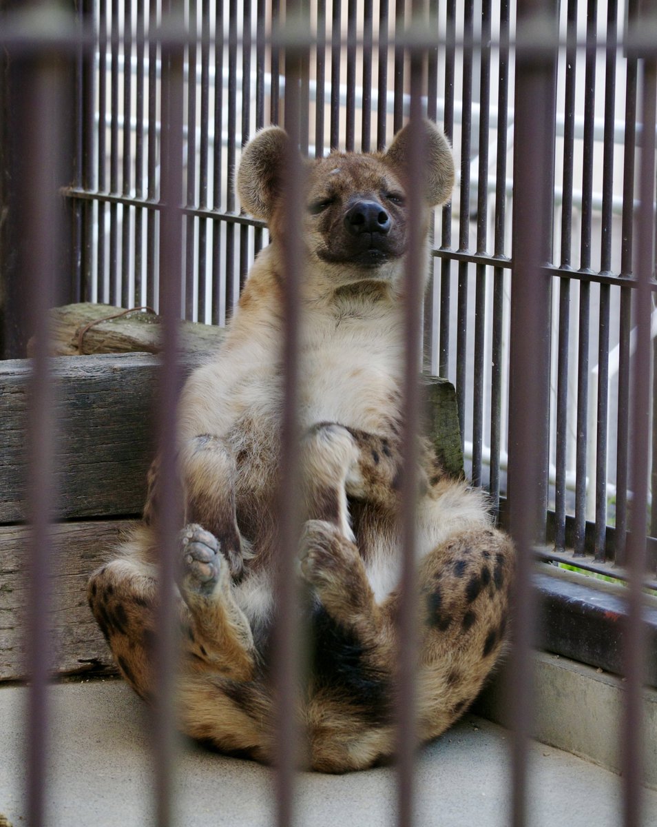 芸人ハイエナ、ブブゼラでおはようございます

#ブチハイエナ #宇都宮動物園
#SpottedHyena #Hyena #ハイエナ
#ハイエナ地位向上委員会