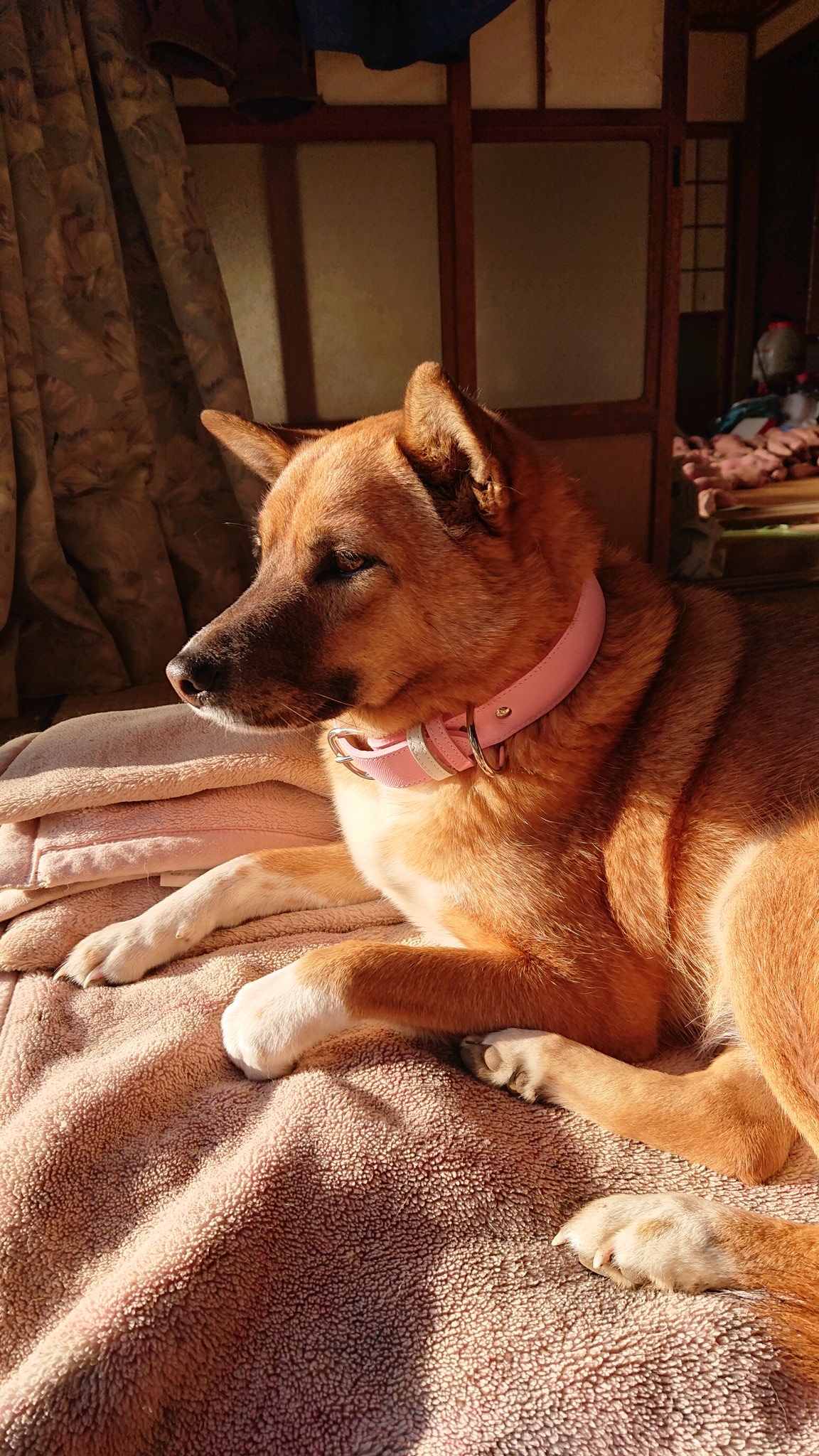 ララコ様専用 ララ様専用 ララ子様専用 ぬいぐるみ