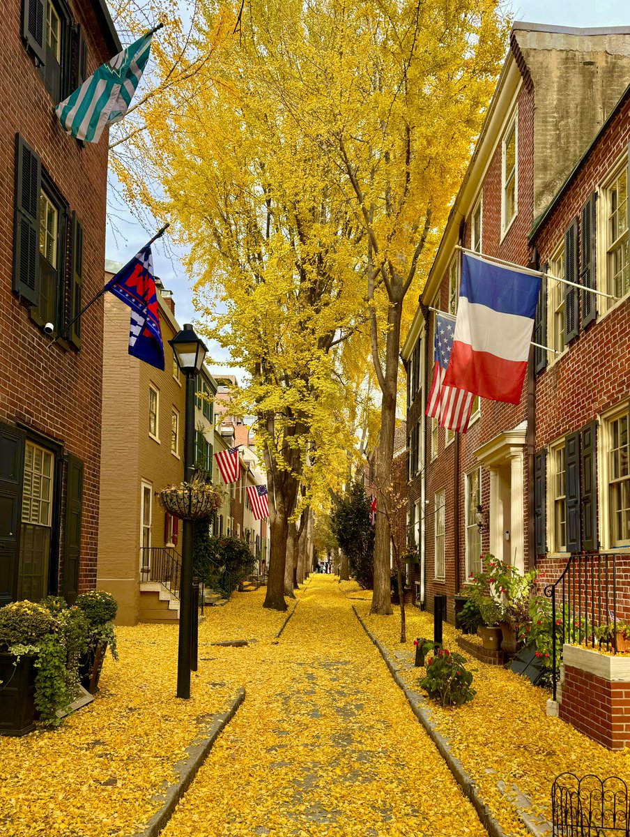 ProfDuff's tweet photo. Philadelphia covered in ginkgo leaves  12/1/24 https://t.co/q4Sf3qYUSL