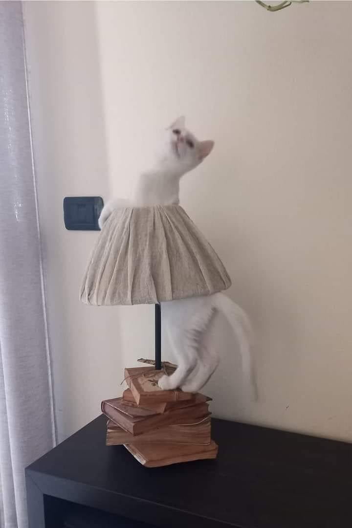 CatWorkers's tweet photo. Ballerina. 🩰 https://t.co/GoCYmmfAvt
