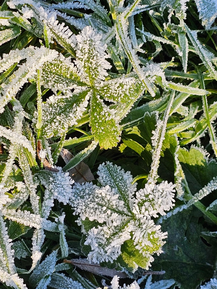 LektoratUnker's tweet image. Einen schönen ersten Advent!

#ersteradvent #advent #kreidebergsee #lüneburg #raureif #natur #winter #winterstimmung #eiskristalle