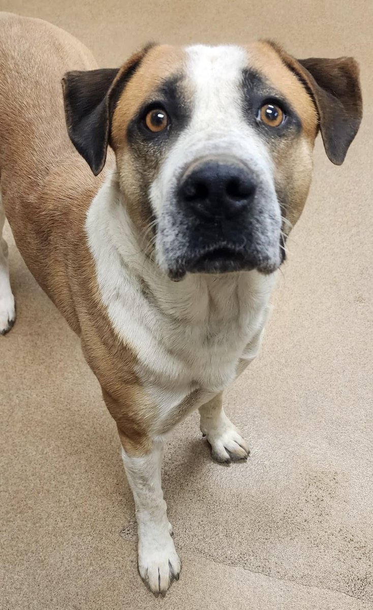 Alex #247205 is still a baby at 1 year old, yet he finds himself facing the end of his life in Apple Valley CA. A friendly puppy who arrived November 23 as an unfixed stray with no microchip, he's now soon-to-be "pending euthanasia" and will be down to his final hours of life. An