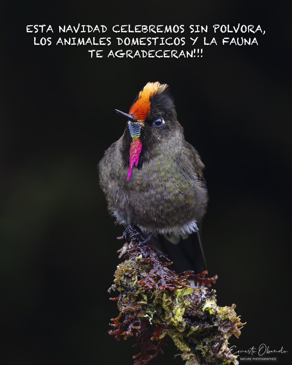Colombia país biodiverso, pais de aves, que esta Navidad sea un espacio para amar la naturaleza, para cuidar de ella y que la luz de nuestro corazón brille para protegerla, di no a la polvora.
VIVIR ES CUIDAR LA VIDA QUE NOS RODEA!
