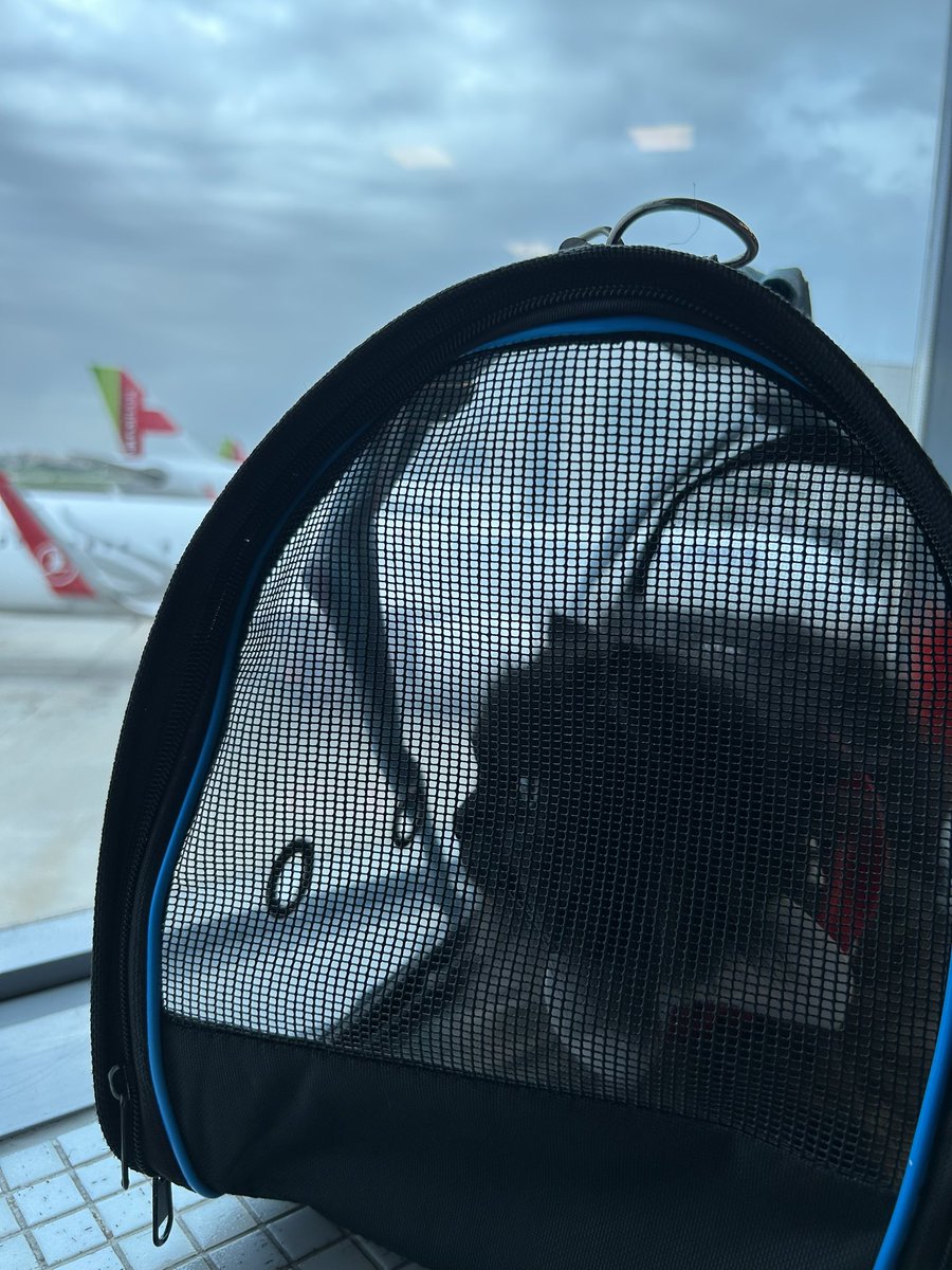 meow_london's tweet image. In Pawtugal! 🇵🇹
@tapairportugal is a pet friendly airline! ✈️
Time to get some rest at Grandpaw’s!

#petfriendly #cat #cattravel #meowlidays #pawtugal #holiday #meow #gato