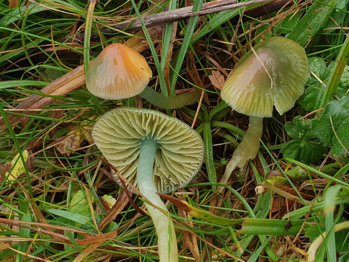 Plantlife tweet media