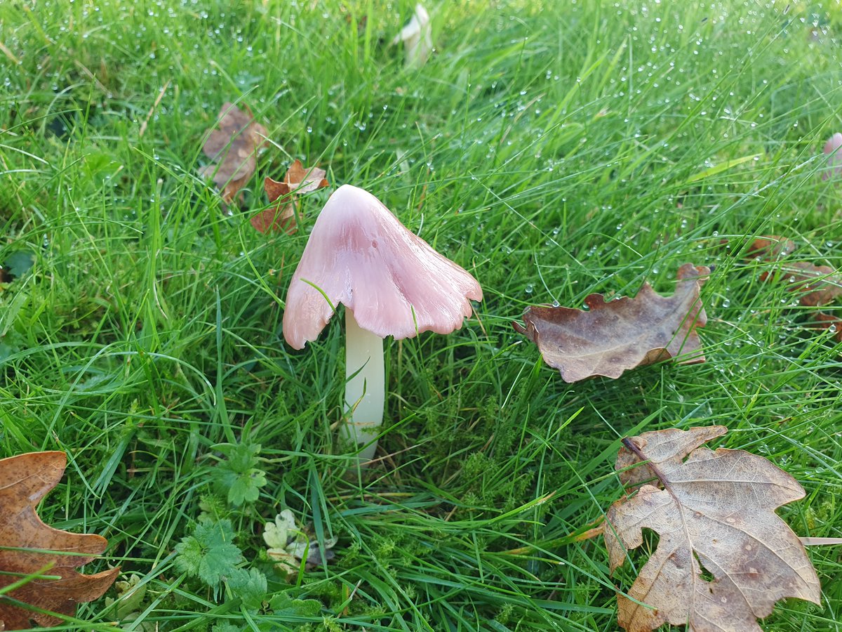 Plantlife tweet media