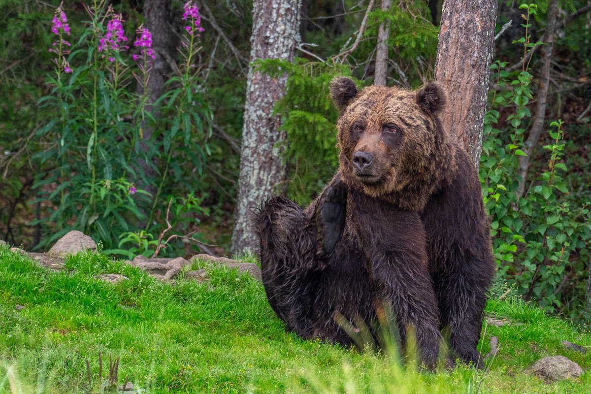 I aquí teniu l'última pista abans de revelar el destí del nostre primer viatge. Tindrem la sort de passar una nit observant i fotografiant el depredador més gran d'Europa: l'os bru (Ursus arctos) 🐻.
Va, ara sí... a on anem?