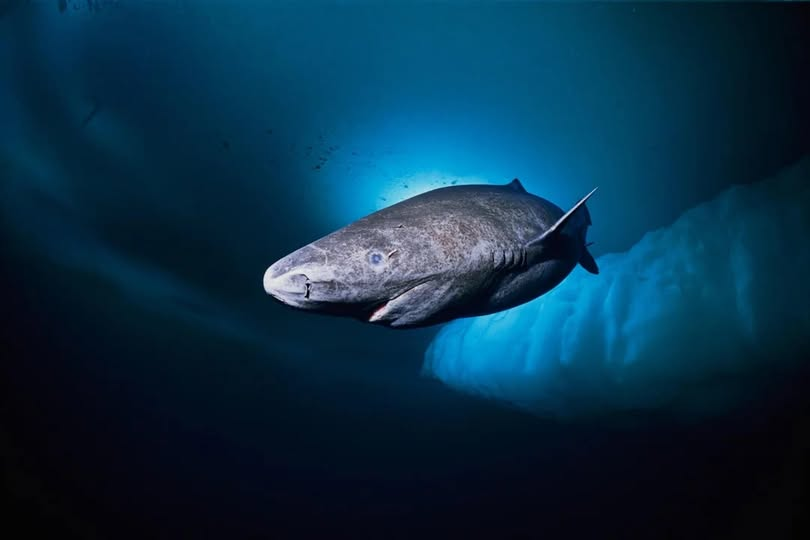 Researchers used radiocarbon dating to determine the age of a Greenland shark, and they found it to be 389 years old in 2016. Wondering the ocean since 1627.

Bro has no idea what happened on land in these 389 years. Just chilling while empires rise and fall. What a life! Bro