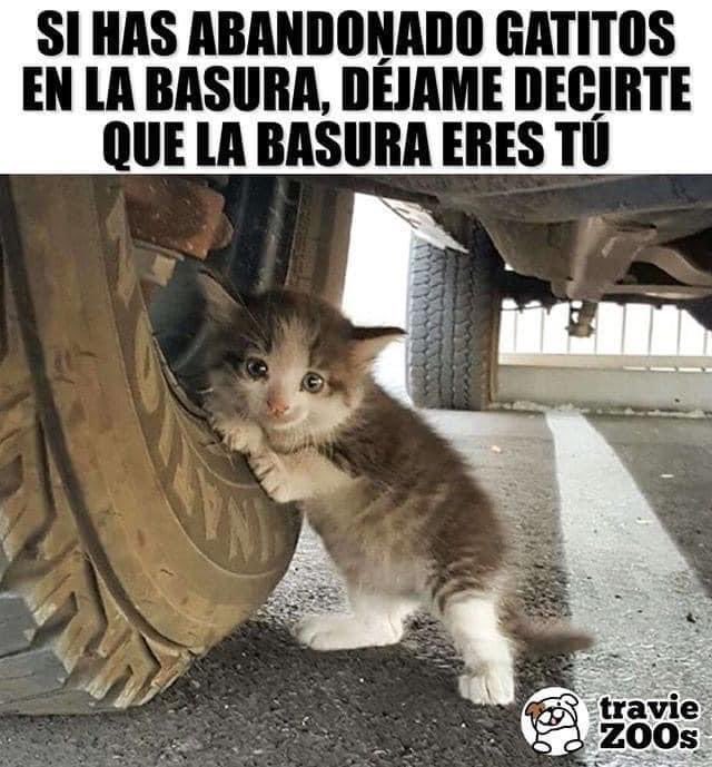 Mayú Guillén 🇲🇽🇺🇦 (@mayumiguillen) on Twitter photo 