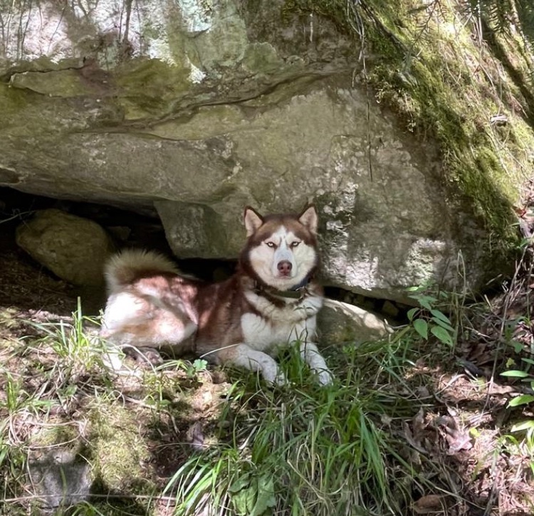 HVivesSegl's tweet photo. Nada como un paseo de fin de semana al aire libre. 

Y definitivamente va a requerir un buen baño 🤣 

#MascotasITAM
#Colmillo 🐾🐺🐕 
@DAE_ITAM @ITAM_mx @ExITAM @ITAMuniversity @AspirantesITAM @garcialcocer @eNateras https://t.co/FMApqqBrJL
