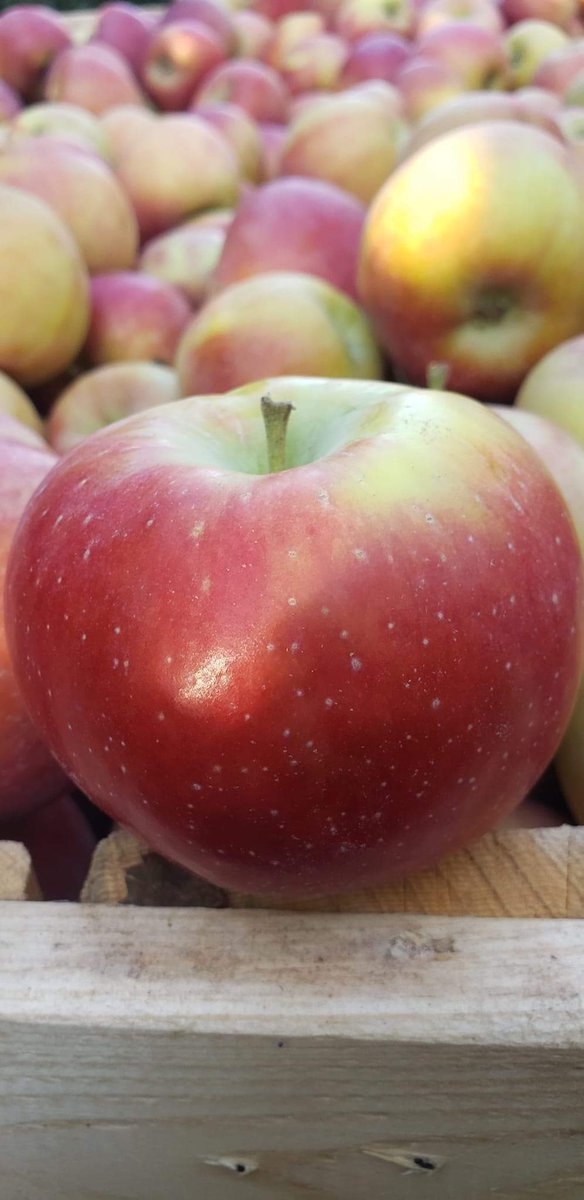 1 Aralık Dünya Kırmızı Elma Yeme Günü (Eat a Red Apple Day) olarak her sene kutlanmaktadır. 
Bugün ben Kırmızı Bir Elma yiyorum sizleri de Elma yemeye davet ediyorum.
Afiyet olsun.🍎🍎🍎🍎
HER GÜN BİR ELMA 
DOKTORU EVE ALMA