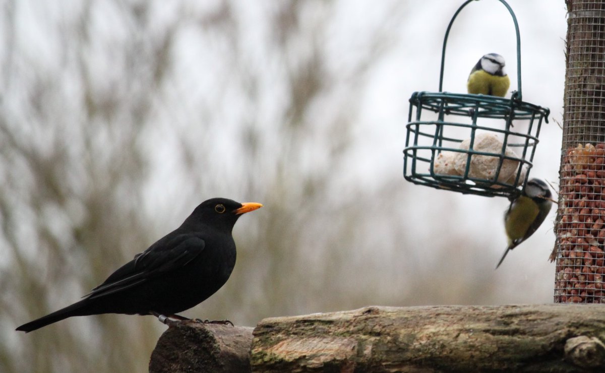 DHarazny's tweet photo. Blackbird and Blue Tits at the feed station. #MyPatch #birds #Cheshire https://t.co/ODrv9qw0r2