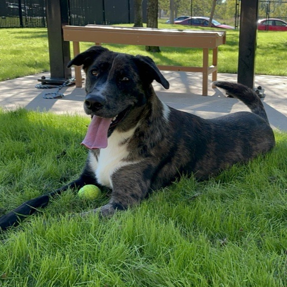 HoustonSPCA's tweet image. 🐾 Come to the Houston SPCA to meet incredible dogs like Buck! 🐶❤️ He&apos;s ready to bring love, tail wags, and endless joy into your life. Don’t wait—your new best friend is waiting for you! 🏡✨ #AdoptLocal #HoustonSPCA
