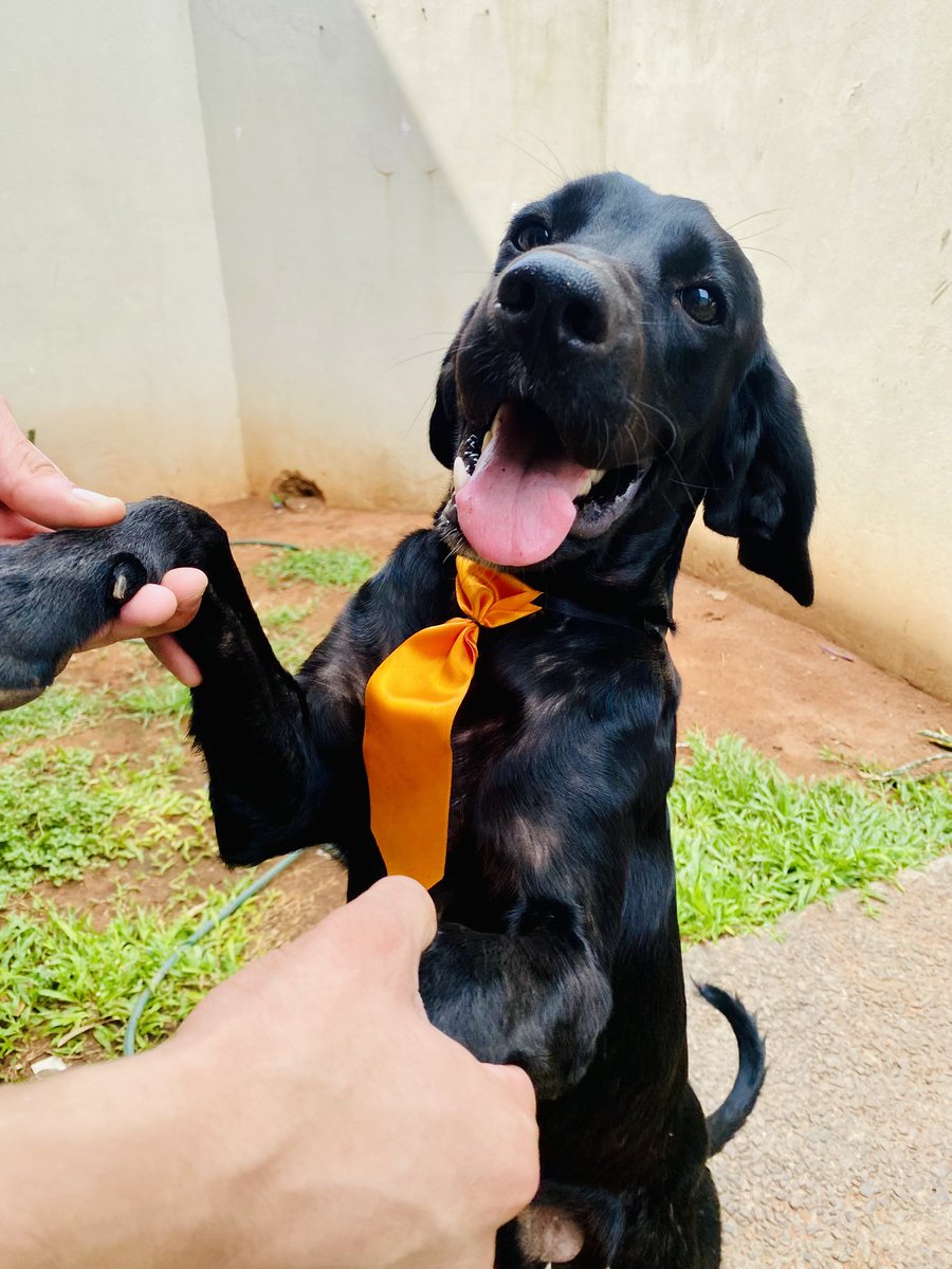 ¡Ayuda! Este angelito peludo fue encontrado anoche escondido entre las ruedas del auto. Estaba asustado, temblando de miedo y un poco débil.
Hoy está buscando una familia que le dé una segunda oportunidad para vivir, ser amado y devolver todo el cariño que tiene para ofrecer. ❤️